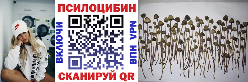 наркошоп  Льгов  Псилоцибиновые грибы Psilocybe 